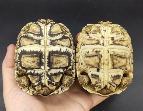 Polish_20231226_180304436