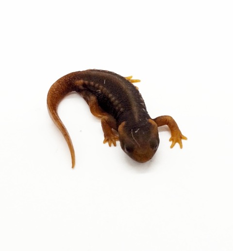 Polish_20250224_170344956