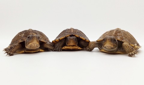 Polish_20250225_170637090