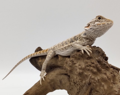 Polish_20240716_152655095