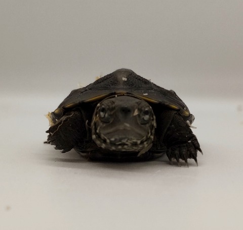 Polish_20241007_152933597