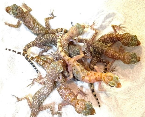 Polish_20250409_161231967