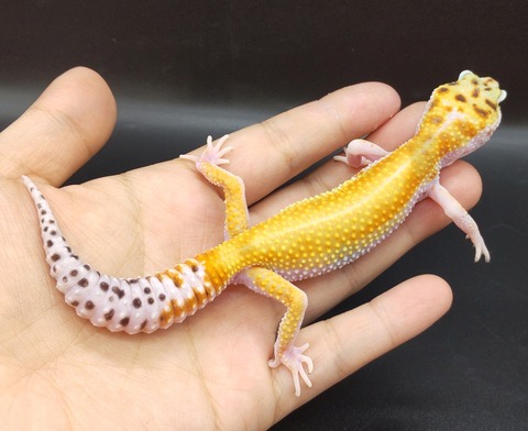 Polish_20230420_142546243