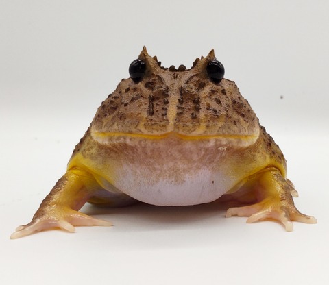 Polish_20240429_165520031