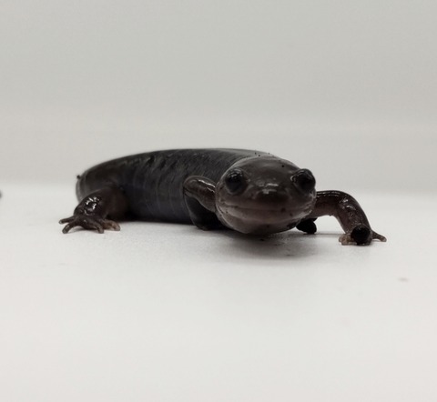 Polish_20240522_170029930