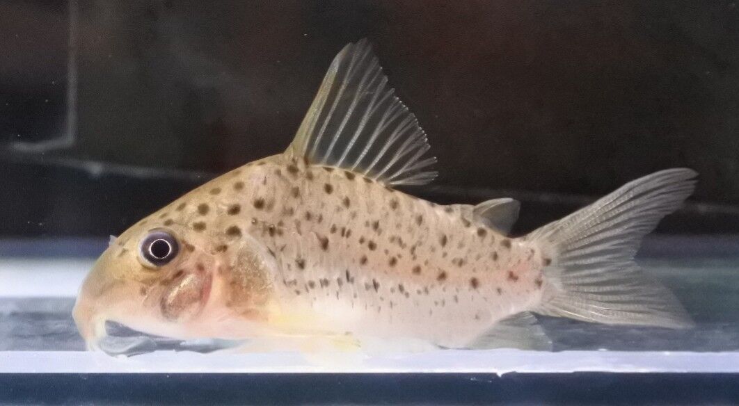 熱帯魚様 熱帯魚 ダブルテールベタ オス パステル 06M0801-002 フルムーン