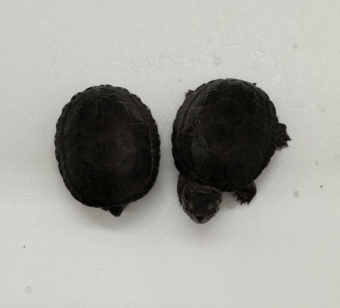 Polish_20240722_173058005