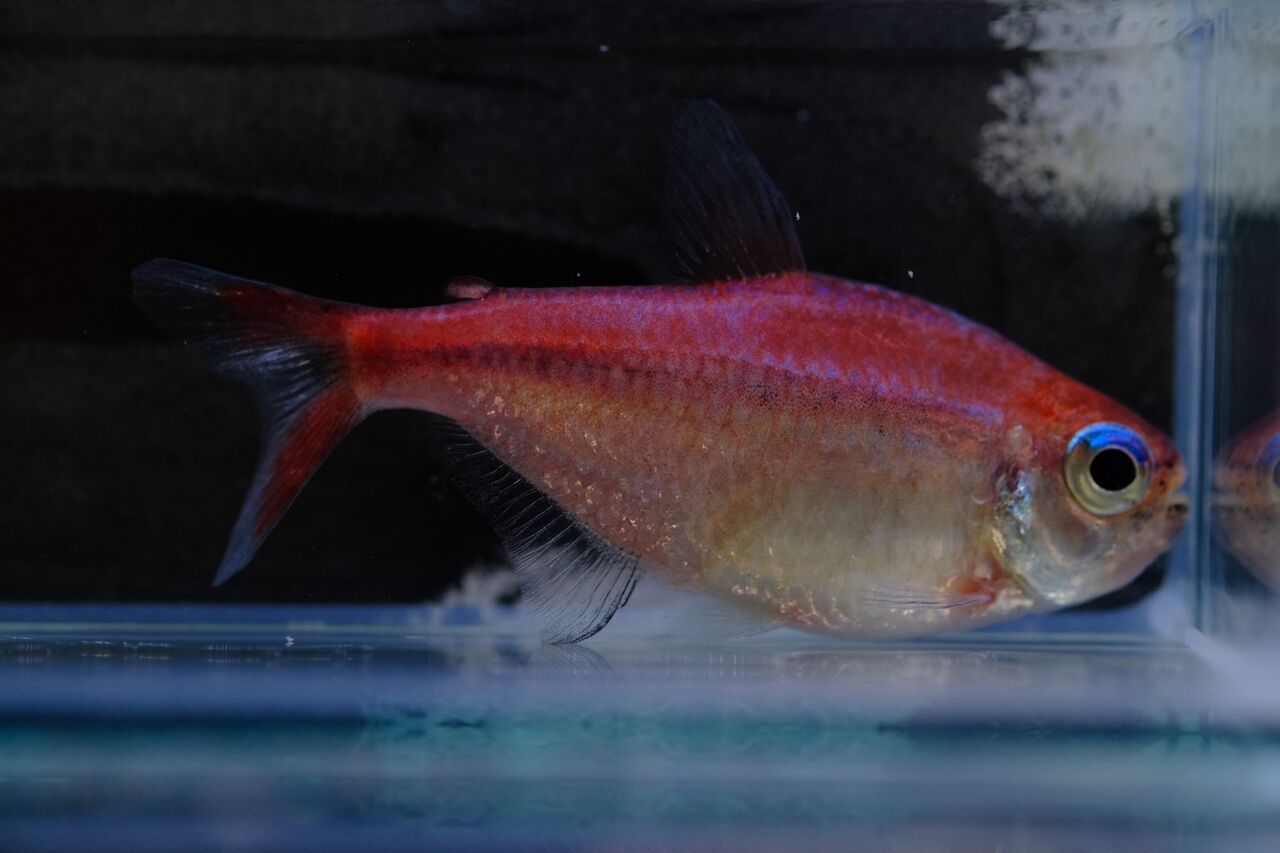 淡水魚】【通販】今月の特価品 激レア No2 スーパーショート