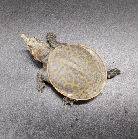 Polish_20231017_161318536