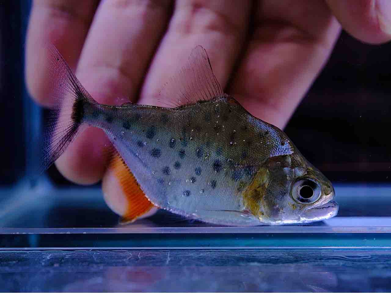 6月5日(木)熱帯魚入荷情報①🐟 : かねだい足立店ブログ