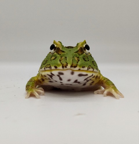 Polish_20240522_172817186