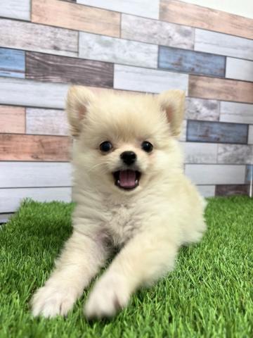 新しいわんちゃんの紹介です かねだい足立店ブログ