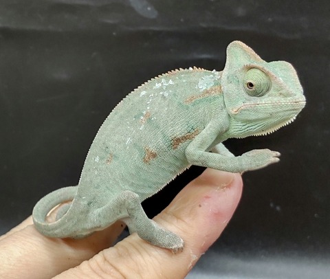 Polish_20240122_175342120