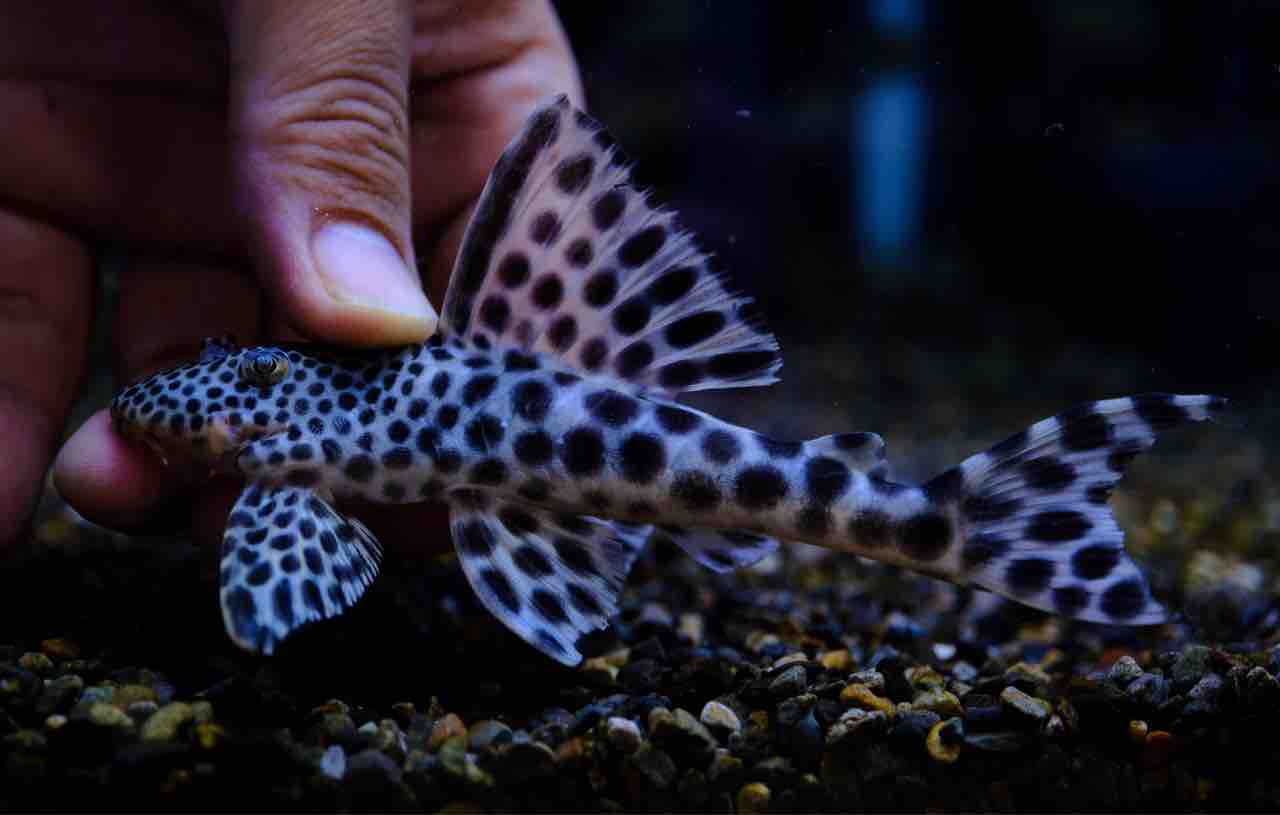 熱帯魚様 2月9日までの熱帯魚入荷情報！ | かねだい横浜店❗️ 続々新コーナー