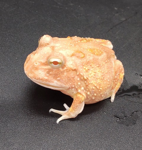 Polish_20231225_183621358