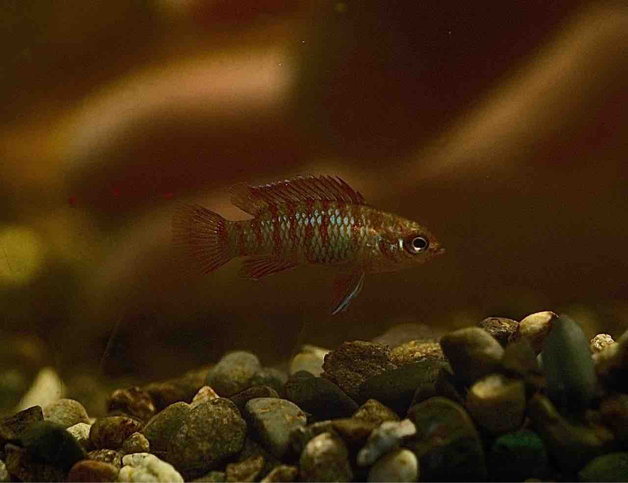 3月27日(金)熱帯魚入荷情報? : かねだい足立店ブログ