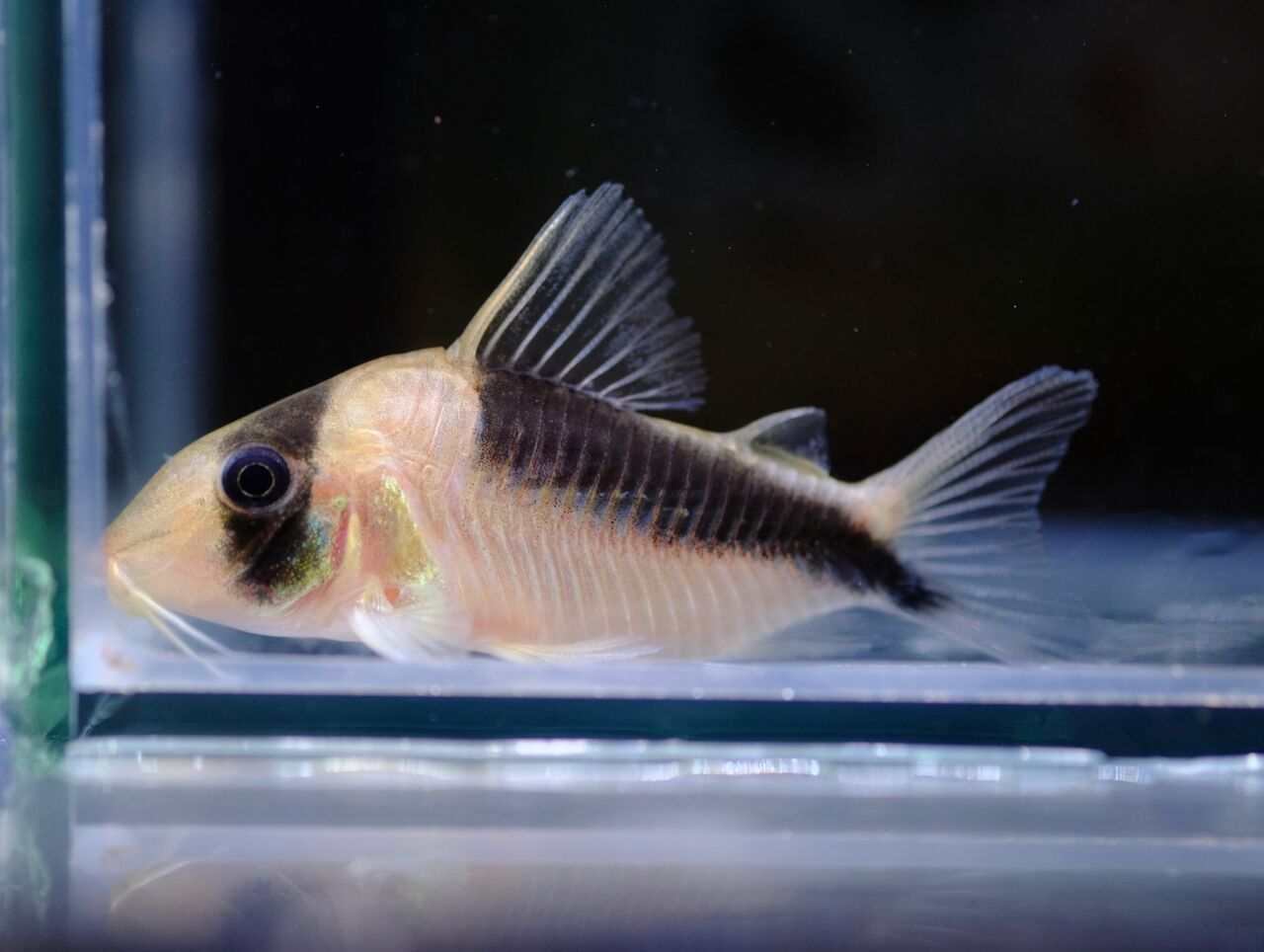 12月21日(水)熱帯魚入荷情報！ : かねだい足立店ブログ