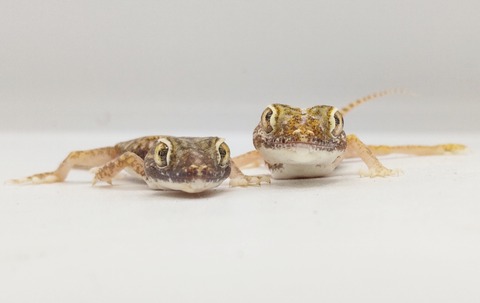 Polish_20250408_155331559