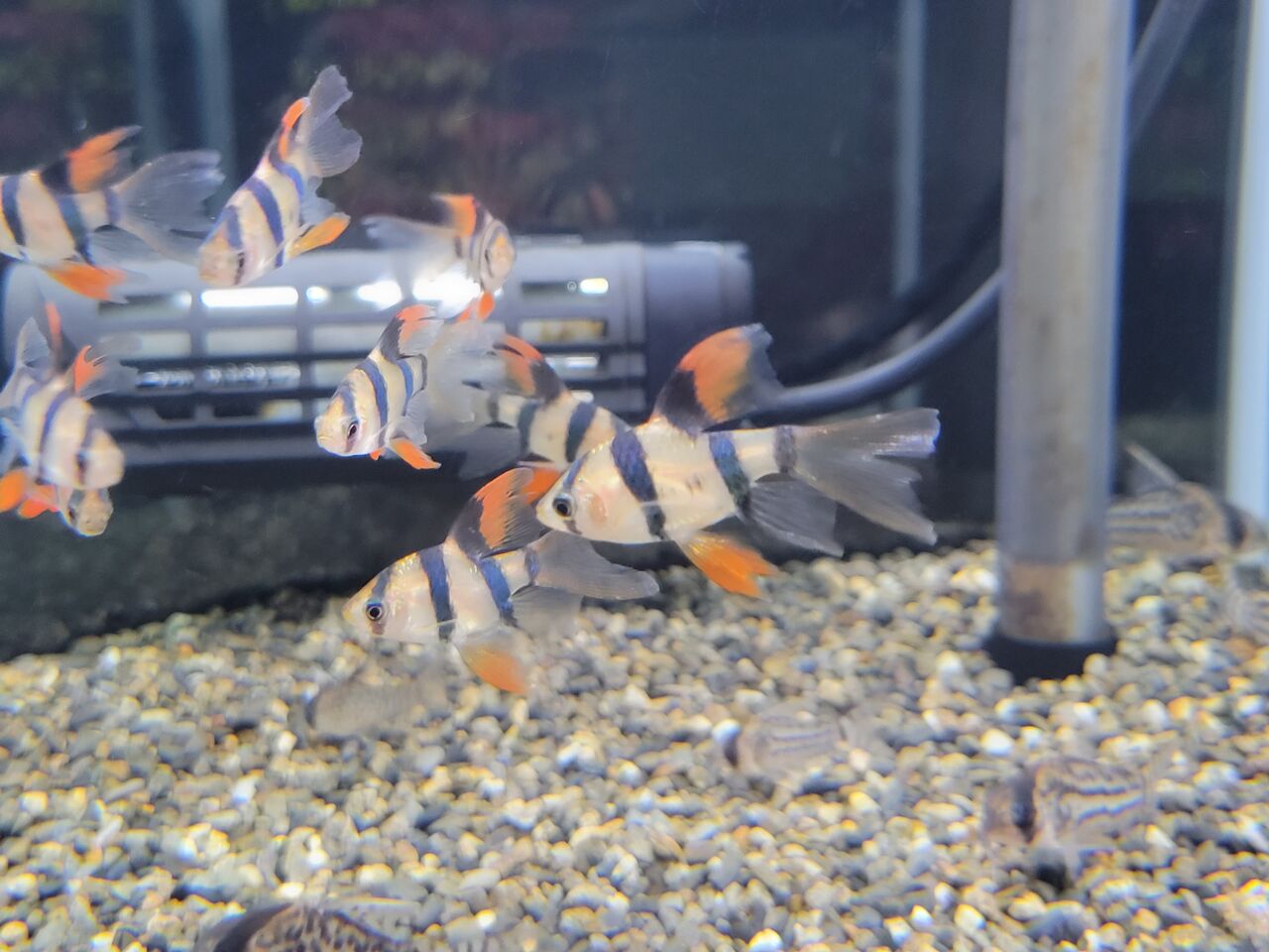 プラチナソウギョ 熱帯魚