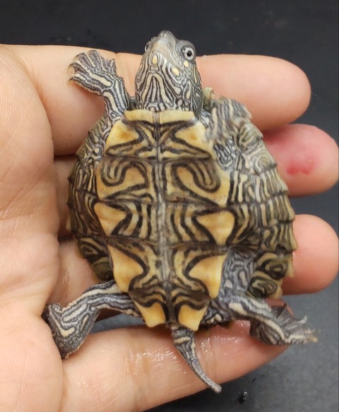 Polish_20231226_180733246