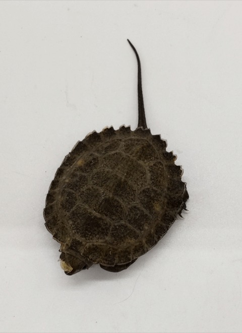 Polish_20240903_155927671