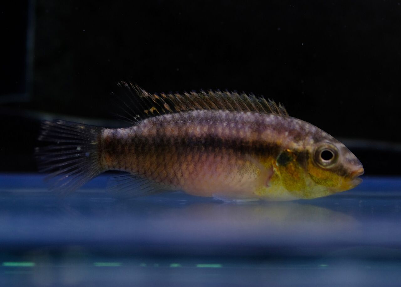 5月13日(土)熱帯魚入荷情報② : かねだい足立店ブログ