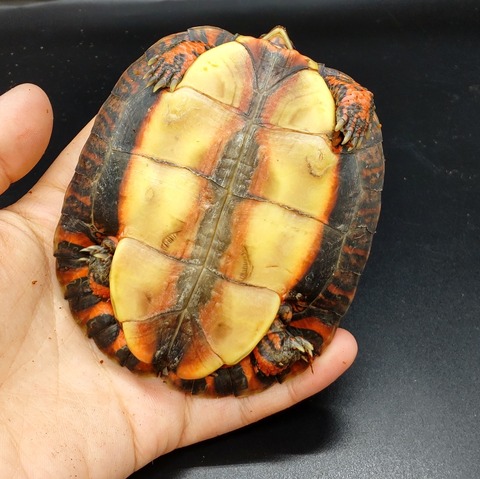 Polish_20230227_171154081