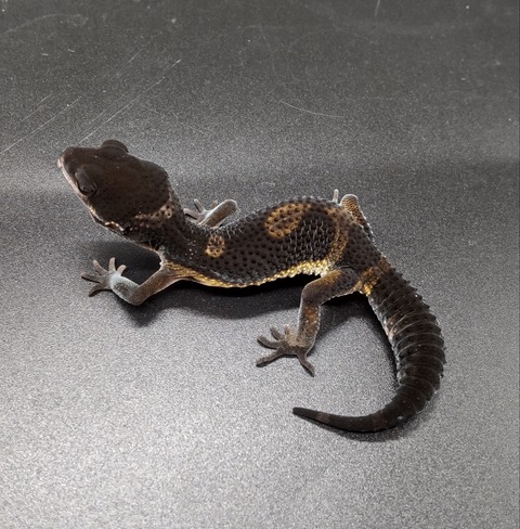 Polish_20230627_140357322