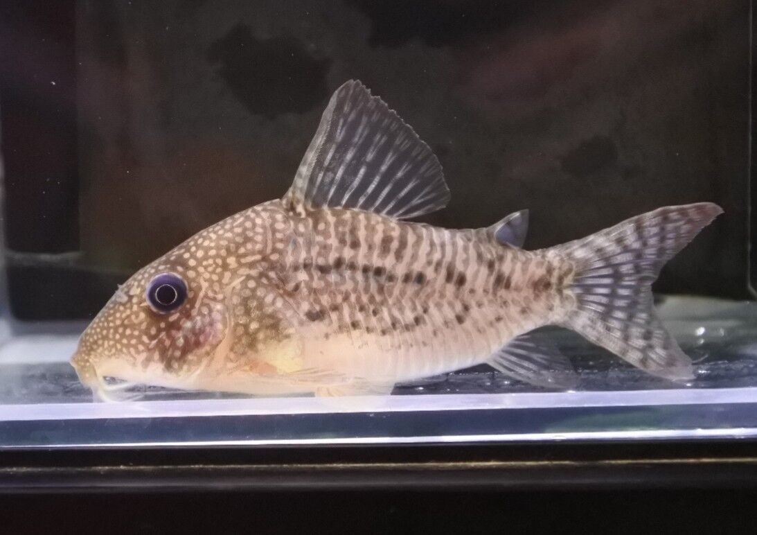 11月19日(土)熱帯魚入荷情報その1 : かねだい足立店ブログ