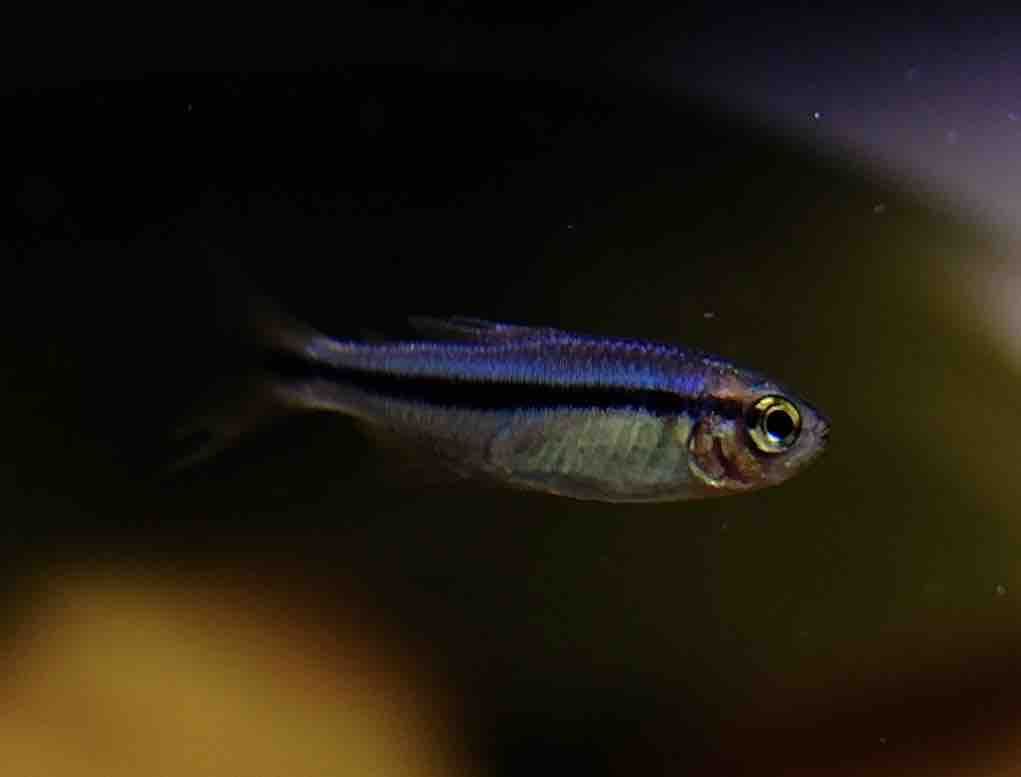 熱帯魚　決まりました。 9月4日(木)熱帯魚入荷情報①🐟 : かねだい足立店ブログ