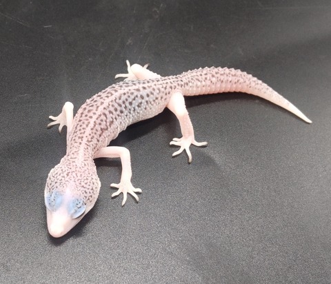 Polish_20231219_152340839