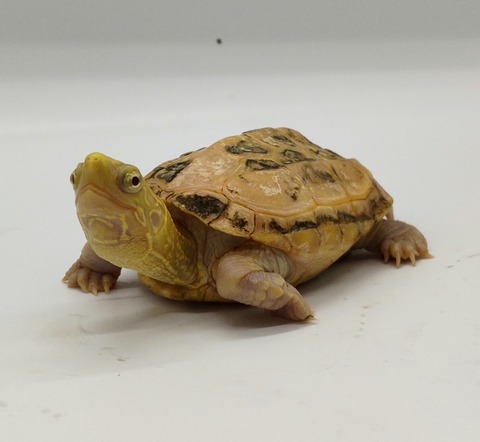 Polish_20240429_171810213