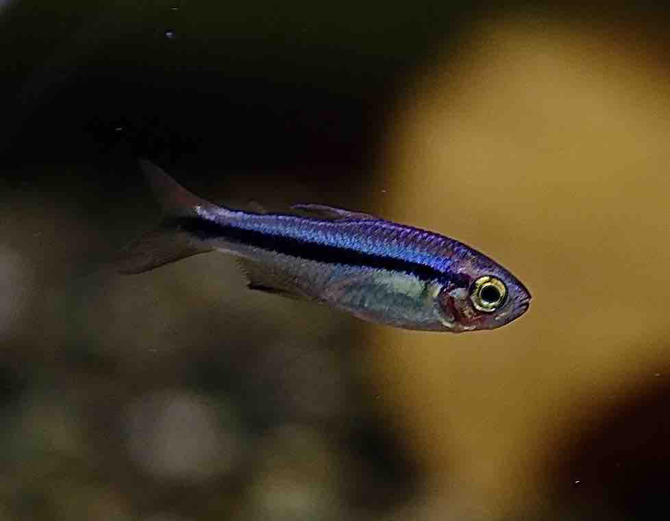 9月4日(木)熱帯魚入荷情報①🐟 : かねだい足立店ブログ