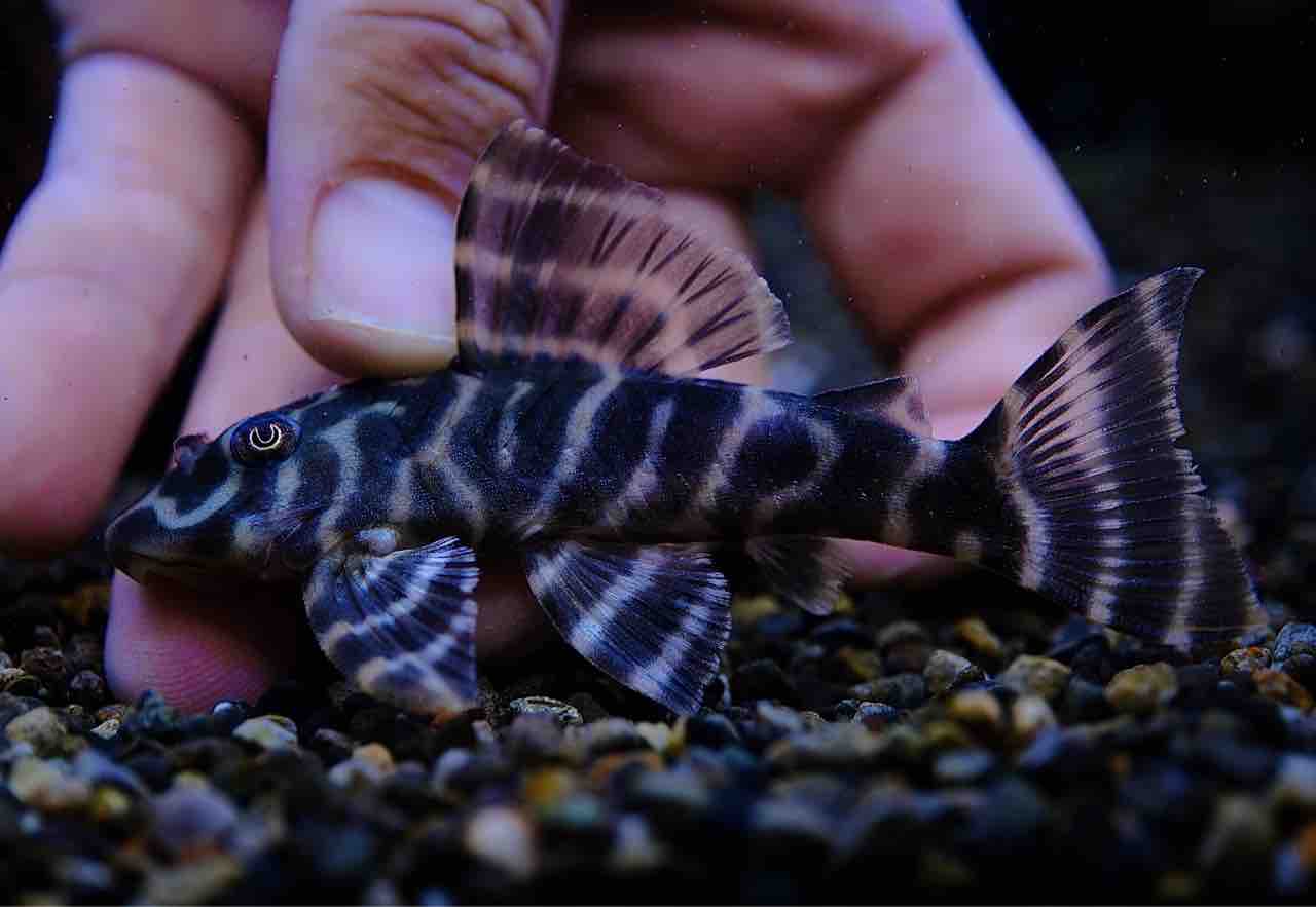 8月7日・8日(木・金)熱帯魚入荷情報🐟 : かねだい足立店ブログ