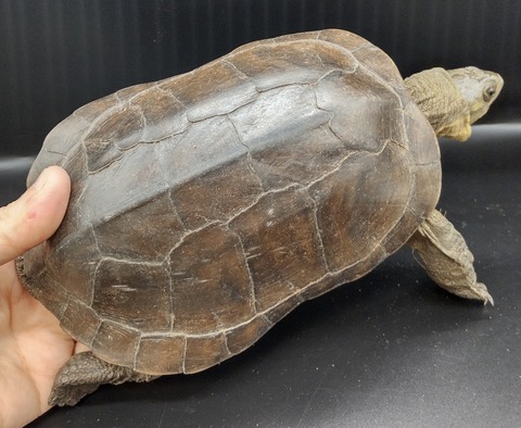 Polish_20230227_170847556