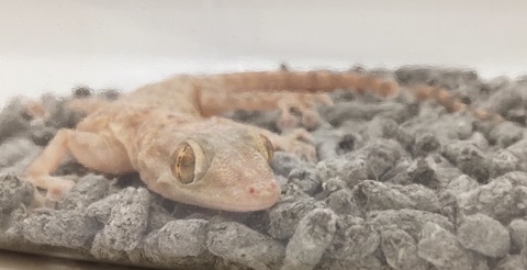 Polish_20250408_162729903