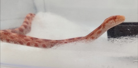 Polish_20240918_161411872