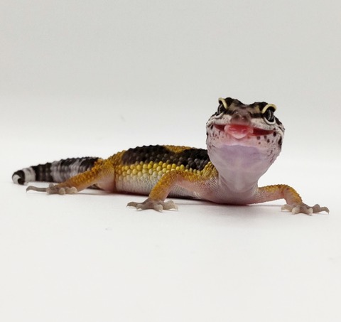 Polish_20250225_161414529