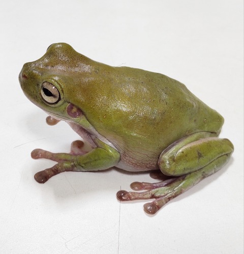 Polish_20240214_144740332