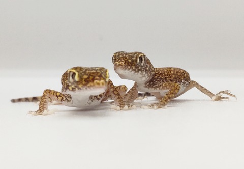 Polish_20250408_155644475