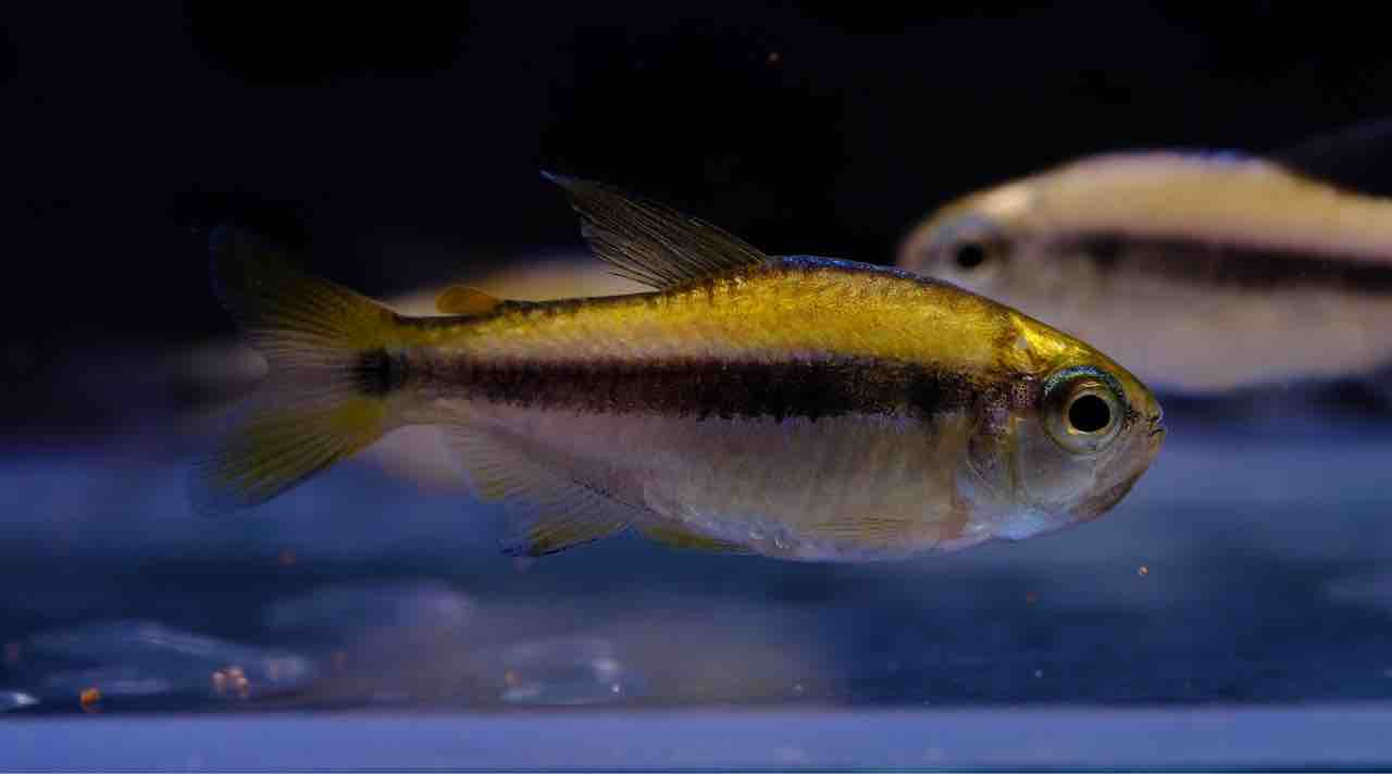 2月1日(木)熱帯魚入荷情報⚡️ : かねだい足立店ブログ