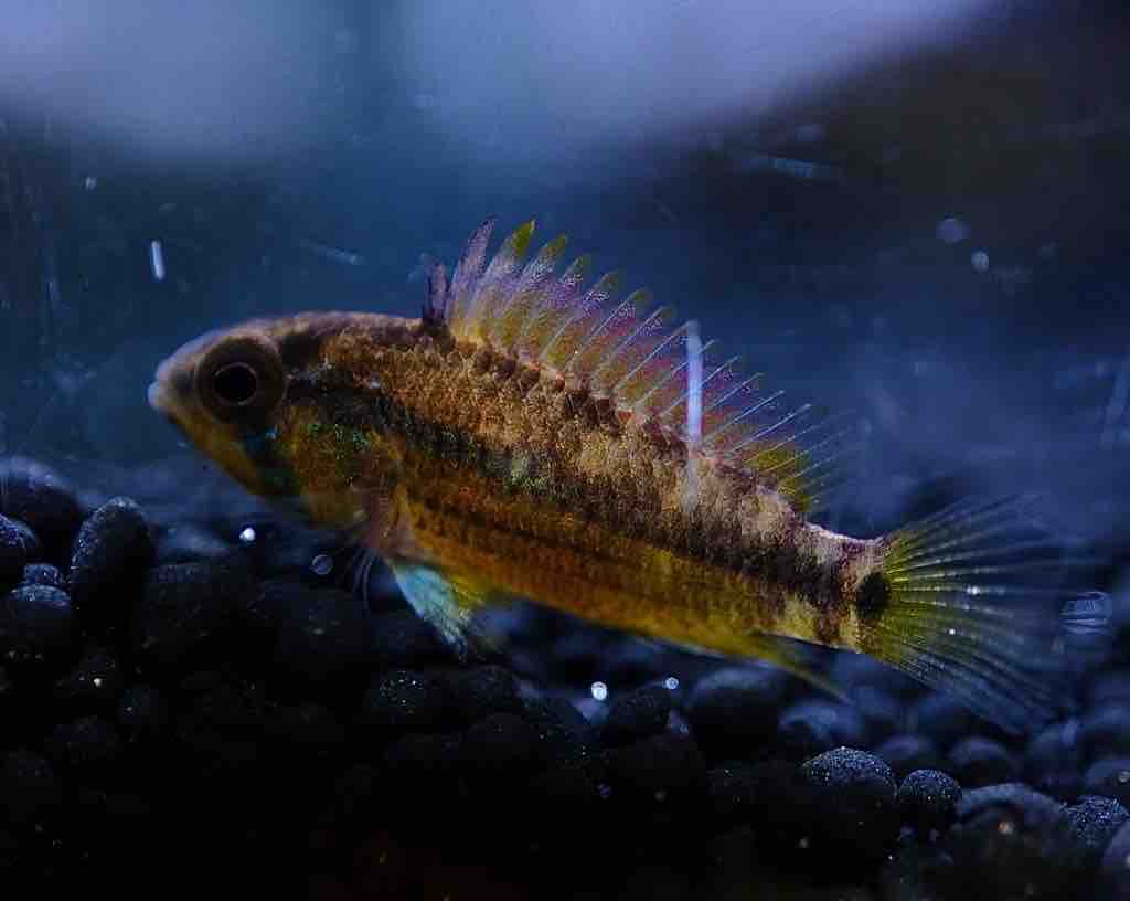 12月19日(金)熱帯魚入荷情報🐟 : かねだい足立店ブログ