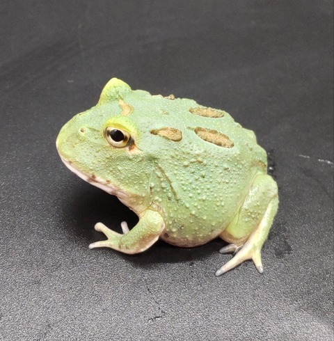 Polish_20231225_183657513