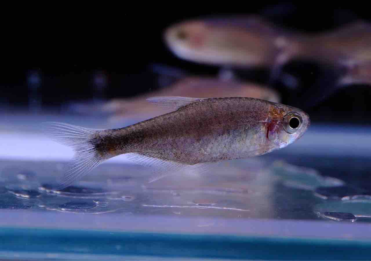 6月28日(金)熱帯魚入荷情報🔥 : かねだい足立店ブログ