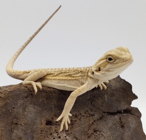 Polish_20240716_154717526