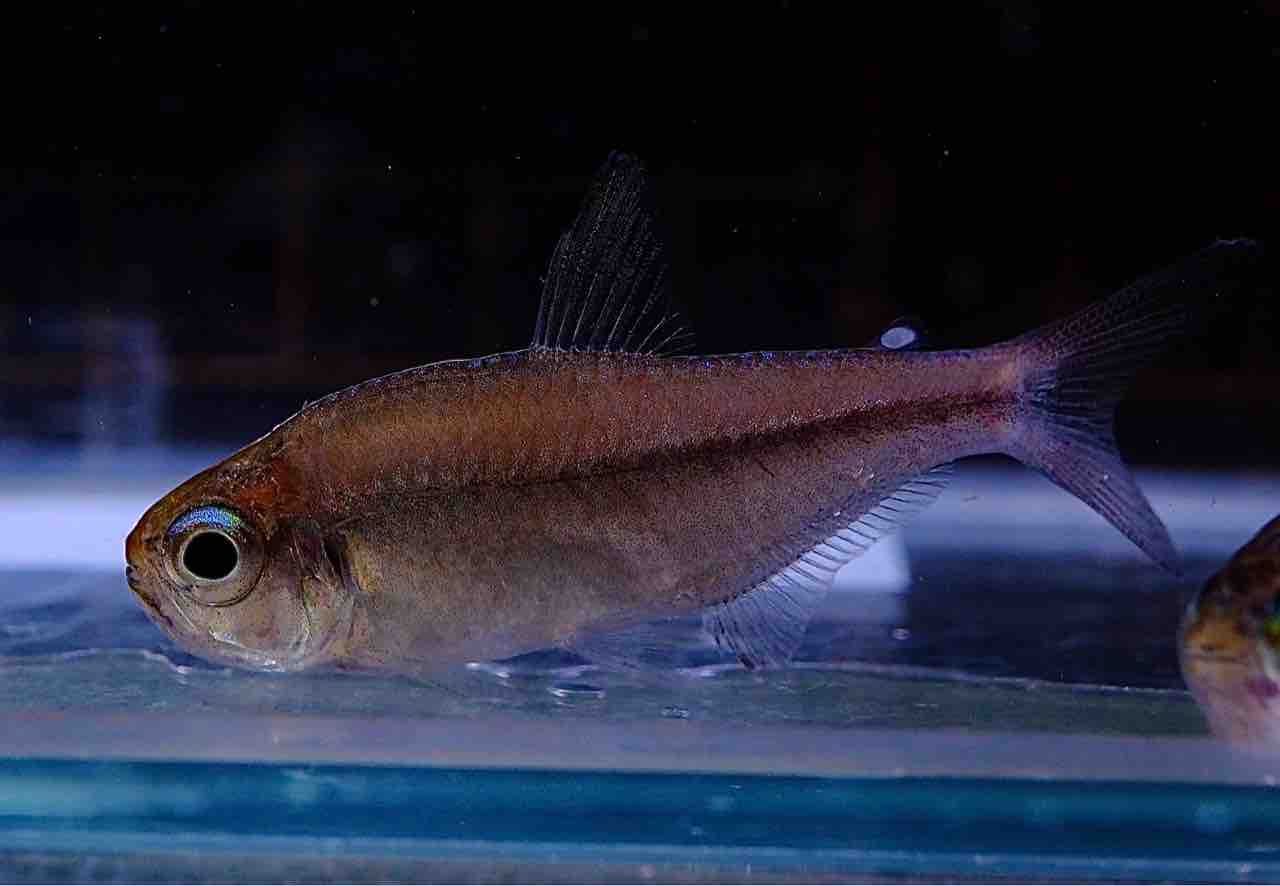 4月11日(金)熱帯魚入荷情報② : かねだい足立店ブログ