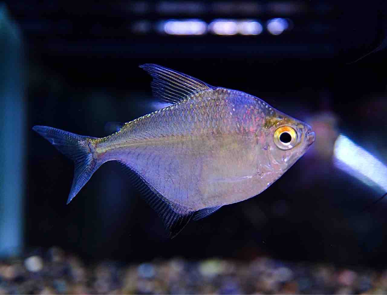8月7日・8日(木・金)熱帯魚入荷情報🐟 : かねだい足立店ブログ