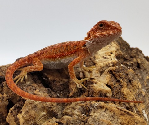 Polish_20240716_154223902