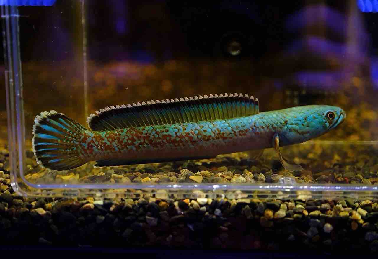 5月8日(金)熱帯魚入荷情報🐟 : かねだい足立店ブログ