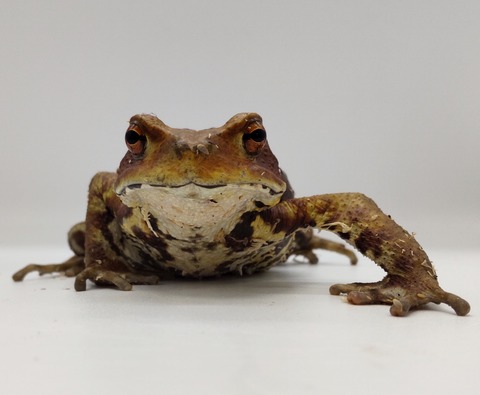 Polish_20240522_171832953